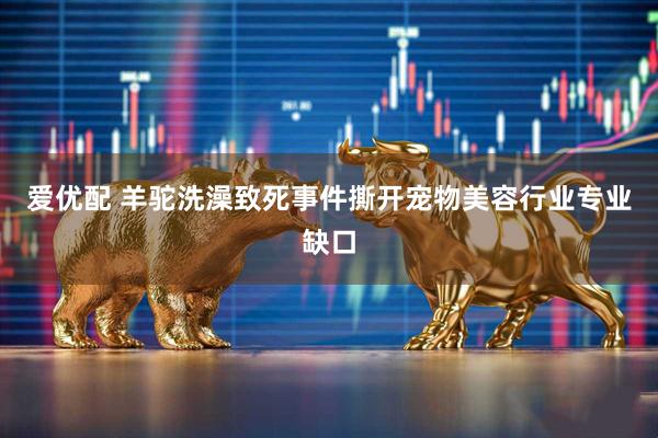 爱优配 羊驼洗澡致死事件撕开宠物美容行业专业缺口